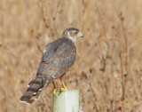Coopers Hawk, first year
