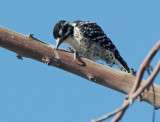 Nuttalls Woodpecker, female