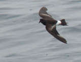 Wilsons Storm-Petrel