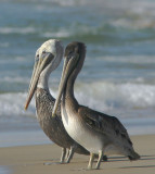 Brown Pelicans, adults and juvenile