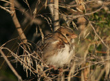 Harris's Sparrow, December 2004