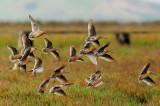 Short-billed Dowitchers, spring breeding plumage