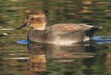 Gadwall, male