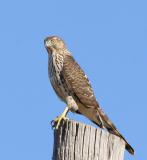 Coopers Hawk, immature