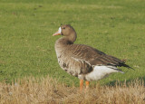 Birds -- Greater White-fronted Geese, November 2006