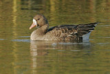 Greater White-fronted Goose