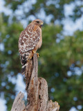 Red-shouldered Hawk