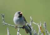Black-chinned Sparrow, male