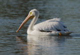 American White Pelican