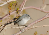 Black-tailed Gnatcatcher