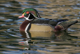 Wood Duck, male