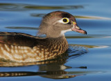 Wood Duck, female