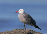 Heermann's Gull