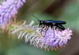 Potire bleue / Chalybion californicum Saus. / Blue mud wasp