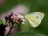 Piride du chou / Cabbage White / Pieris rapae