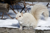 cureuil albinos - Albinos squirrel