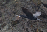 Grand cormoran / Phalacrocorax carbo / Great Cormorant
