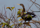 Anhinga_3787.jpgAnhiga dAmrique / Anhinga anhinga / Anhinga