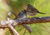 Bruant familier / Spizella passerina / Chipping Sparrow