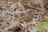 Bruant sauterelle / Ammodramus savannarum / Grasshopper Sparrow