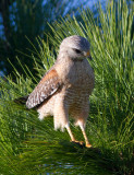 Buse  paulettes / Buteo lineatus / Red-shouldered Hawk