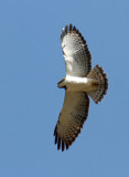 Buse à queue courte / Buteo brachyurous / Short-tailed Hawk