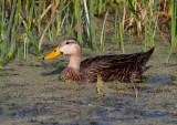 Canard brun / Anas fulvigula / Mottled Duck