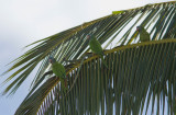 Conure  tte bleue / Aratinga acuticaudata / Blue-crowned Parakeet
