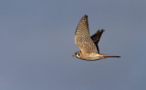 Crcerelle dAmrique / Falco sparverius / American Kestrel