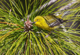 Paruline des pins / Setophaga pinus / Pine Warbler