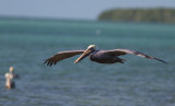 Plican brun / Pelecanus occidentalis / Brown Pelican