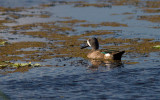 Sarcelle  ailes bleues / Anas discors / Blue-winged Teal