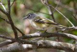 Viro  tte bleue / Vireo solitarius / Blue-headed Vireo