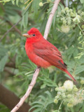 Piranga vermillon / Piranga rubra / Summer Tanager