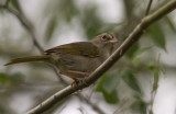 Tohi olive / Arremonops rufivirgatus / Olive Sparrow