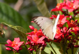 Pieride du tapier / Great Southern White/ Ascia monuste