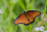 Papillon reine / Danaus gilippus / Queen Butterfly