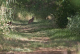 Lynx / Bobcat