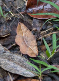 Anaea archidona (Porto Rico)