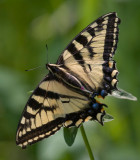 Papillon tigr du Canada / Canadian Tiger Swallowtail / Papilio canadensis