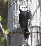 White-headed Woodpecker-9094.jpg