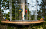 Flock of Painted Buntings at the Feeder