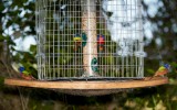 Flock of Painted Buntings