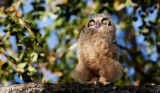 Great Horned Owlet - Just Branched