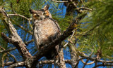Great Horned Owl