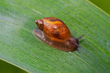 Amber-Snail.jpg
