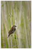 Sedge Warbler.jpg