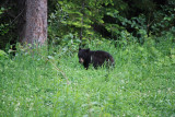 Black bear on the roadside