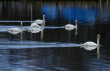 swan lake 181