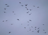 swallows swarming 121